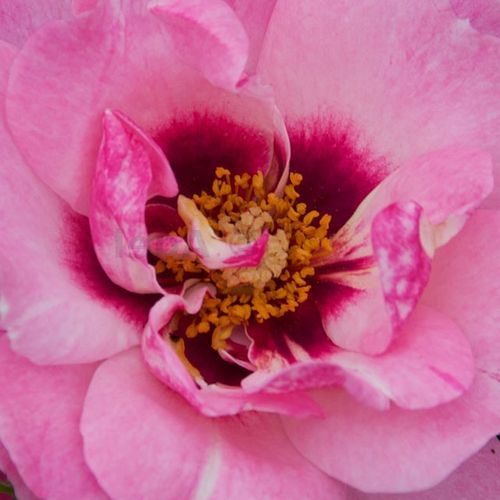 Rosa Esther Queen of Persia™ - rosa de fragancia discreta - Árbol de Rosas Flor Simple - rosal de pie alto - rosa - Christopher H. Warner- forma de corona tupida - Rosal de árbol con una multitud de flores planas de pocos pétalos.